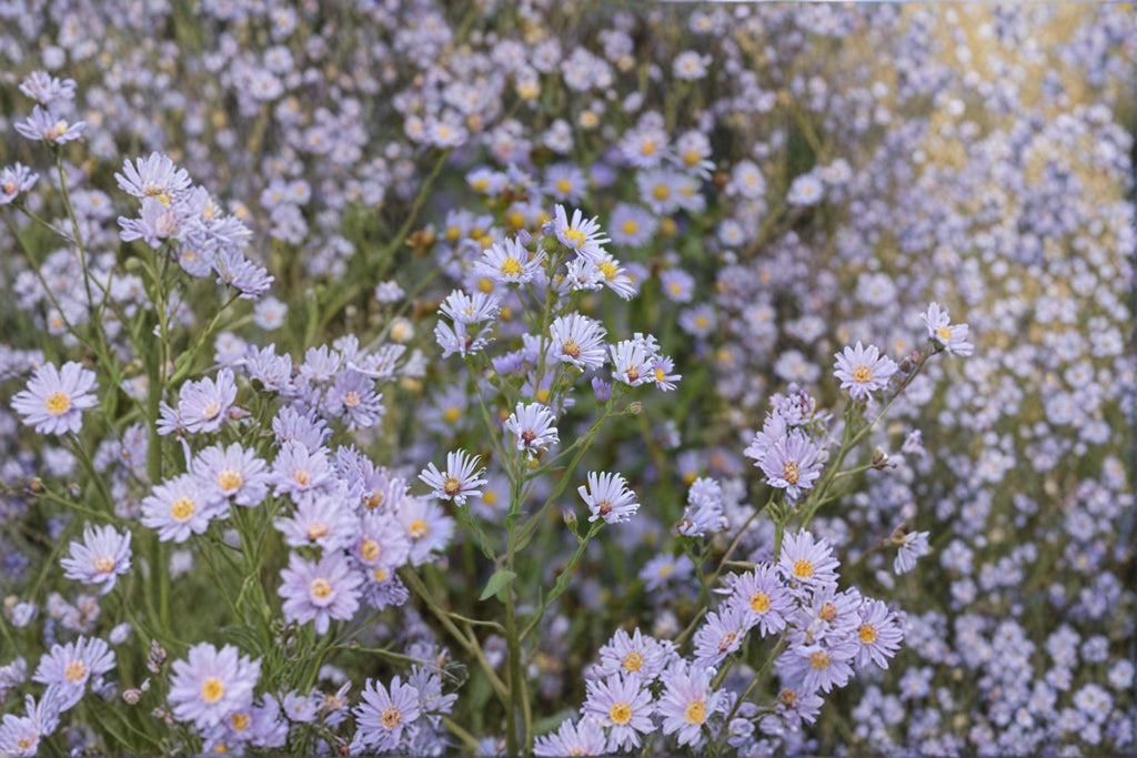 Smooth Blue Aster Seeds –  Symphyotrichum laeve, Native Wildflower for Pollinator Gardens (100 Seeds)