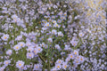 Smooth Blue Aster Seeds –  Symphyotrichum laeve, Native Wildflower for Pollinator Gardens (100 Seeds)