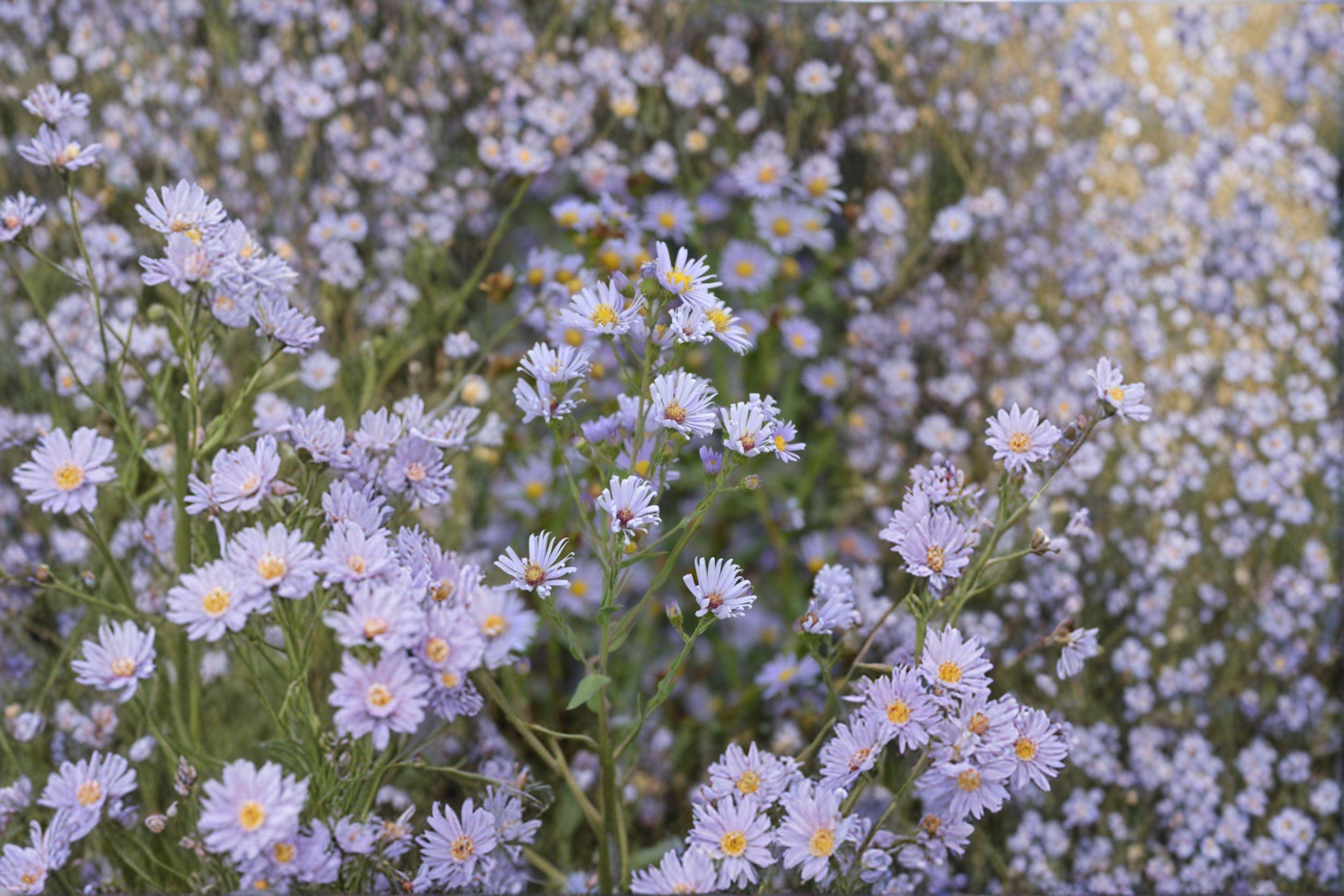 Smooth Blue Aster Seeds –  Symphyotrichum laeve, Native Wildflower for Pollinator Gardens (100 Seeds)