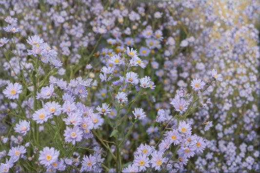 Smooth Blue Aster Seeds –  Symphyotrichum laeve, Native Wildflower for Pollinator Gardens (100 Seeds)