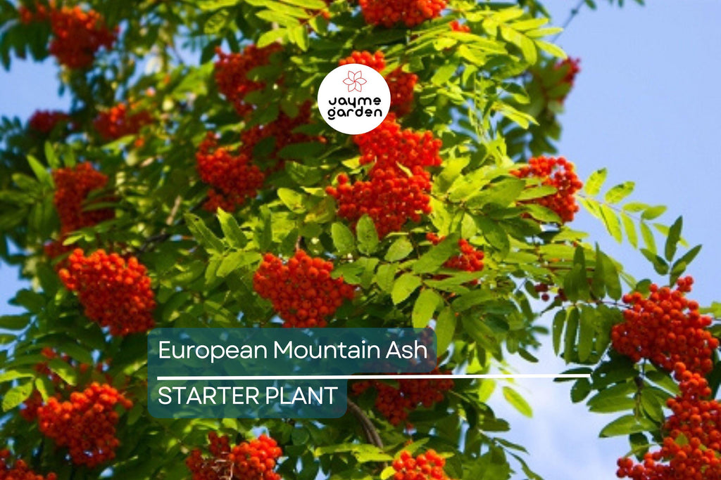 European Mountain Ash Tree | Sorbus aucuparia | 2-3 Ft Live Bare Root Plant | Ornamental Shade Tree | Zones 2-9