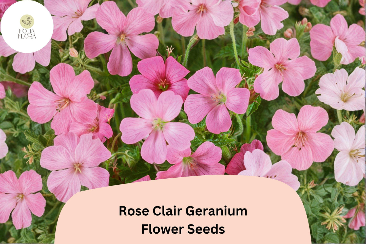 25+ Rose Clair Geranium Seeds | Pink Cranesbill | Geranium sanguineum Rose Clair Seeds for Garden Borders & Containers