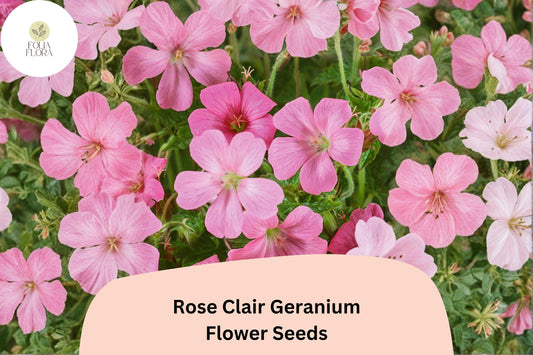 25+ Rose Clair Geranium Seeds | Pink Cranesbill | Geranium sanguineum Rose Clair Seeds for Garden Borders & Containers