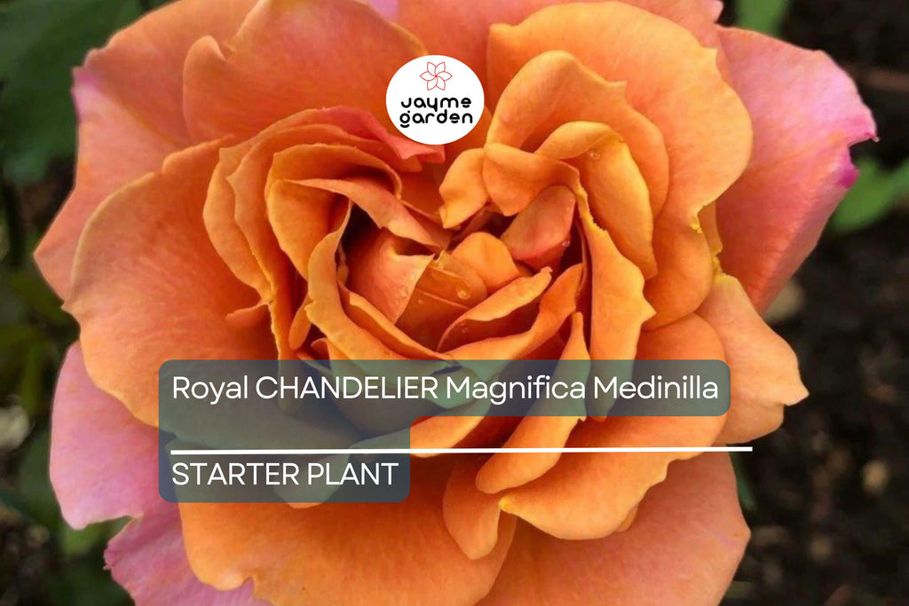 Pumpkin Patch Rose Starter Plant 6-10" Tall - Orange-Brown Blooms - Autumn Inspired, Full Sun, Rustic Garden Charm
