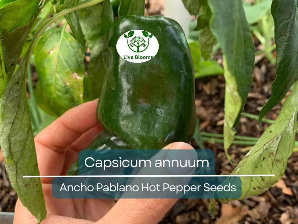 250 mg Seeds Ancho Poblano Hot Pepper – Capsicum annuum | Heirloom Pepper Seeds for Planting, Gardening & Rich Culinary Use