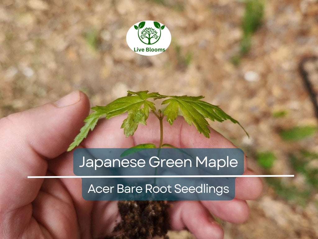 5 Japanese Green Maple Seedlings – Bare Root Starter Plants – Momiji Small Leaf Variety – Great for Bonsai or Landscape