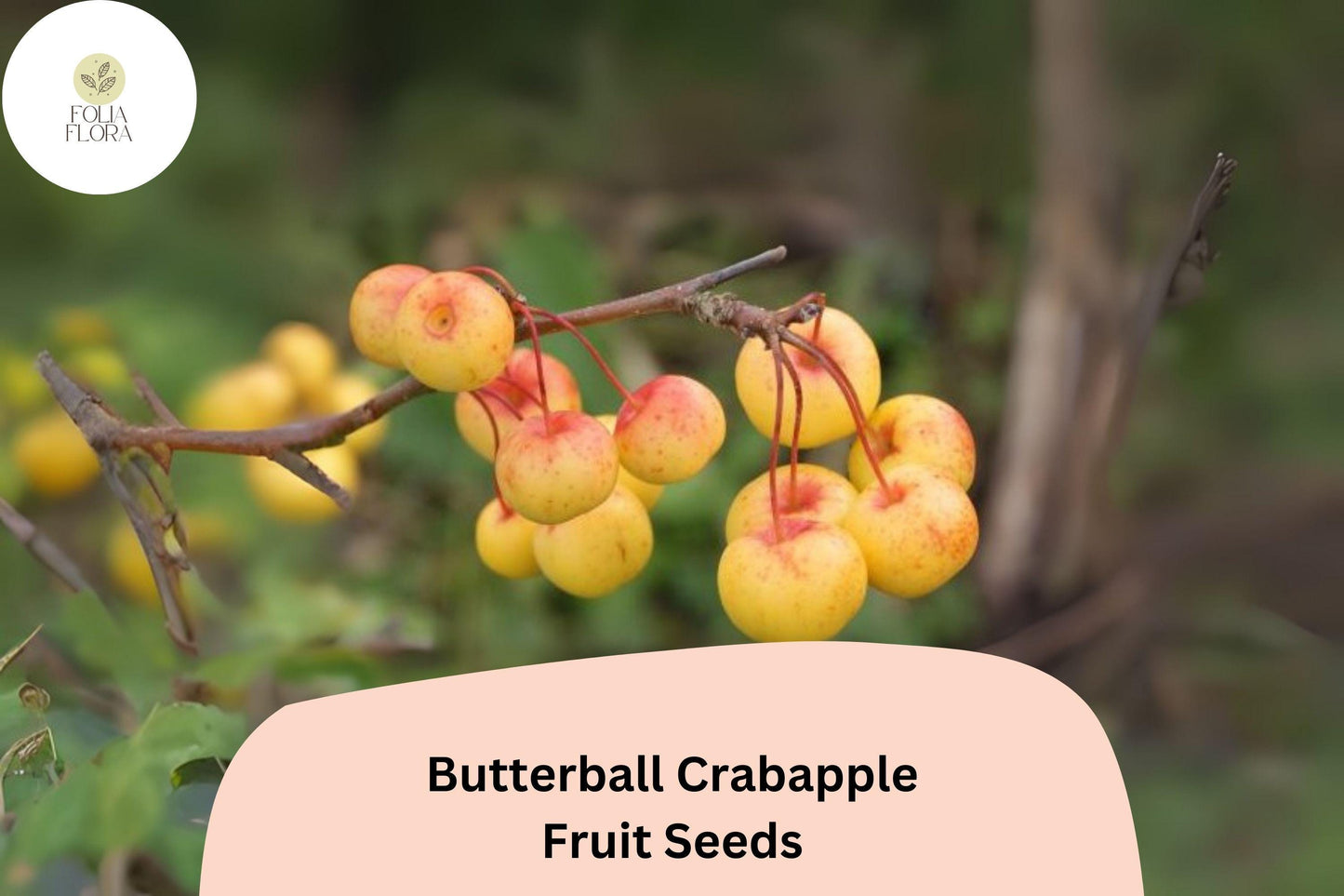 25+ Butterball Crabapple Seeds for Planting | Malus ‘Butterball’ Ornamental Flowering Tree | Yellow Fruit & Spring Blooms
