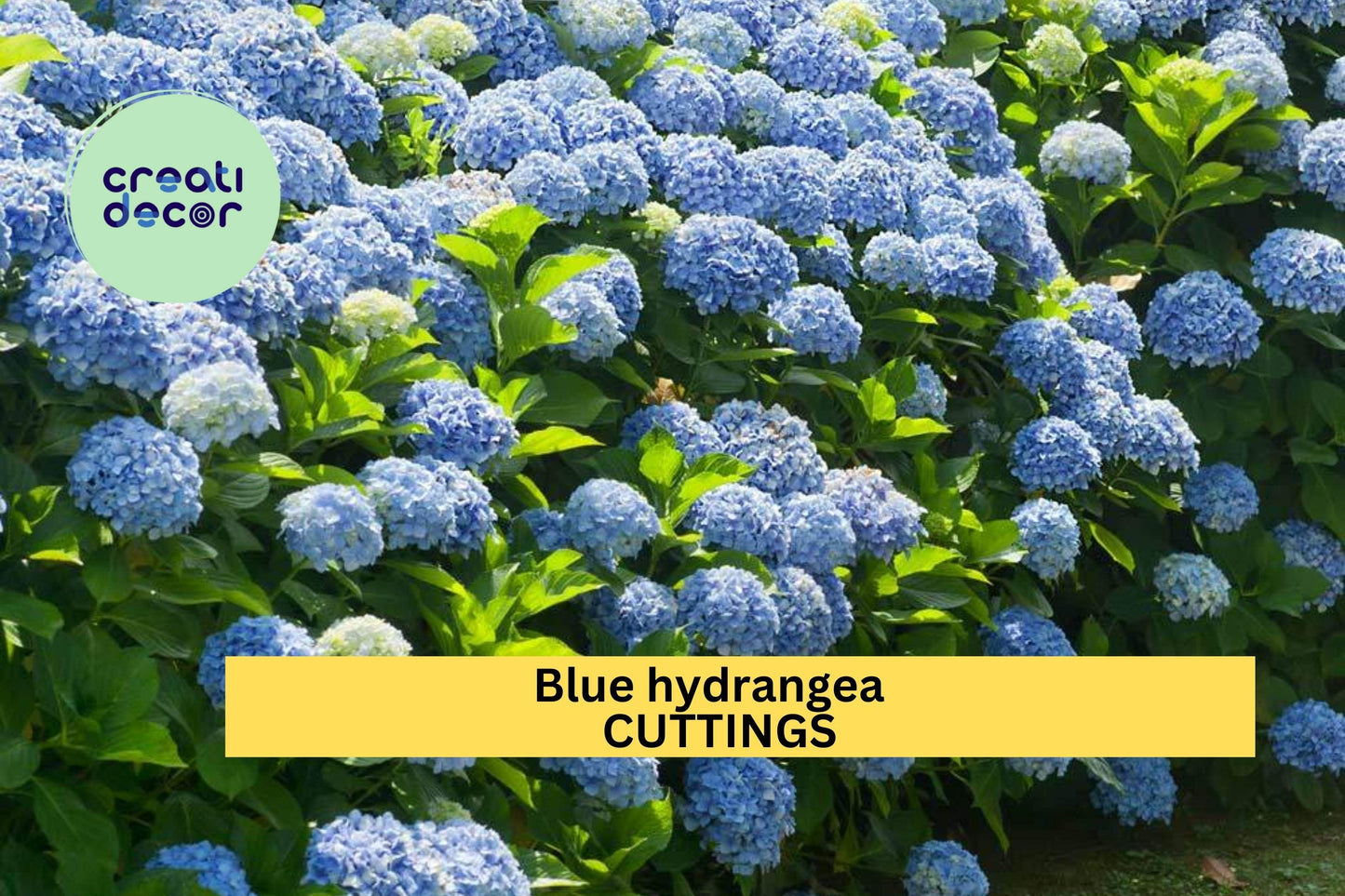 6 Blue Hydrangea Cuttings – Hydrangea macrophylla Fresh 6–8” Unrooted Stems for Propagation – Classic Garden Blooms – USA