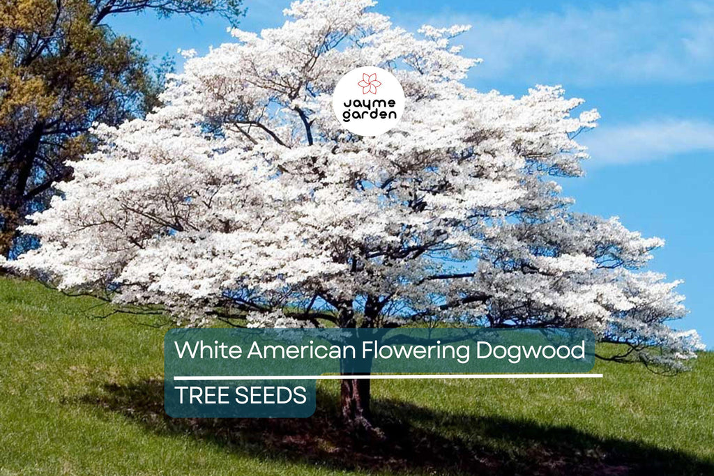 10 White American Flowering Dogwood Tree Seeds (Cornus florida) – Hardy Ornamental, 15-30' Tall