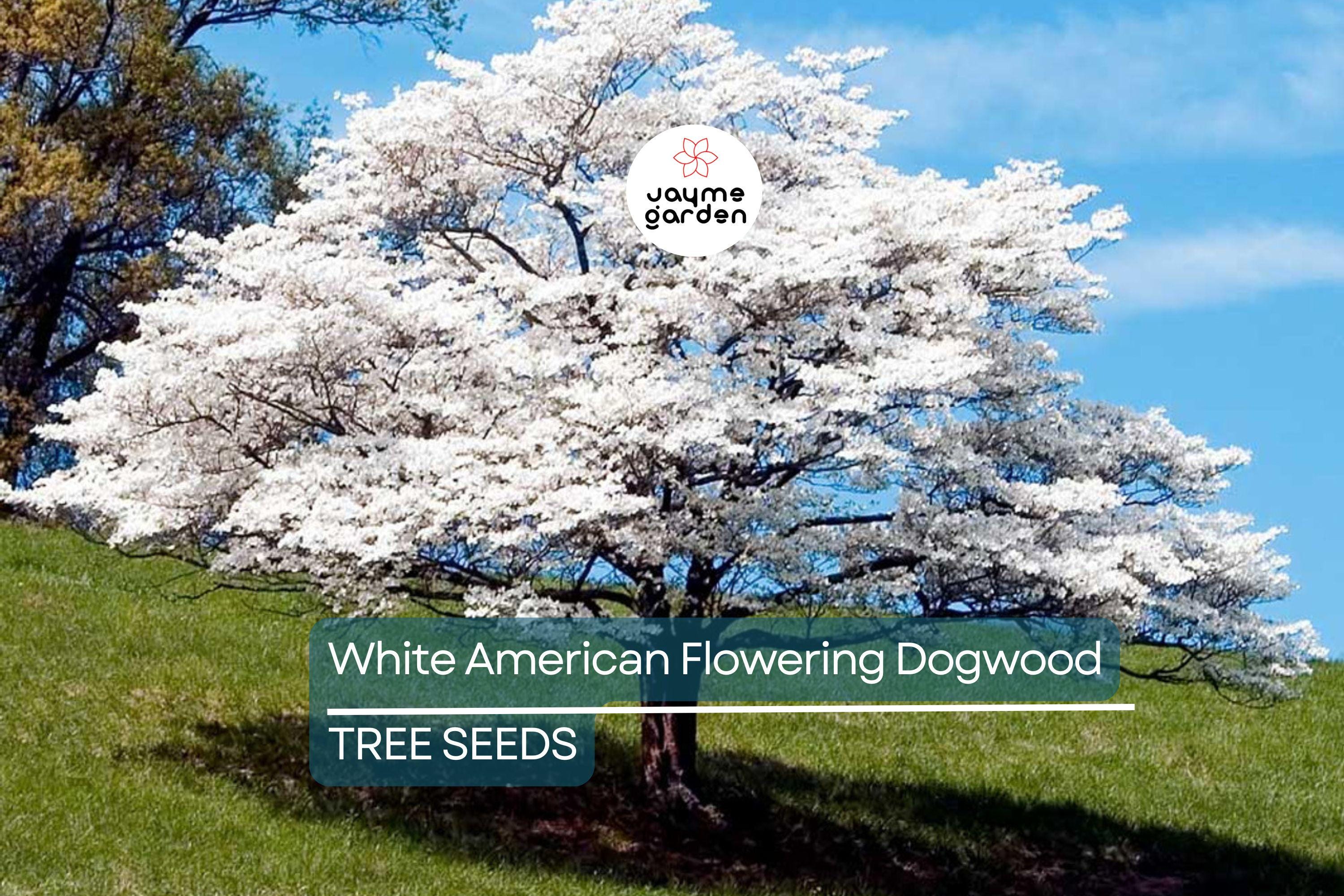 10 White American Flowering Dogwood Tree Seeds (Cornus florida) – Hardy Ornamental, 15-30' Tall