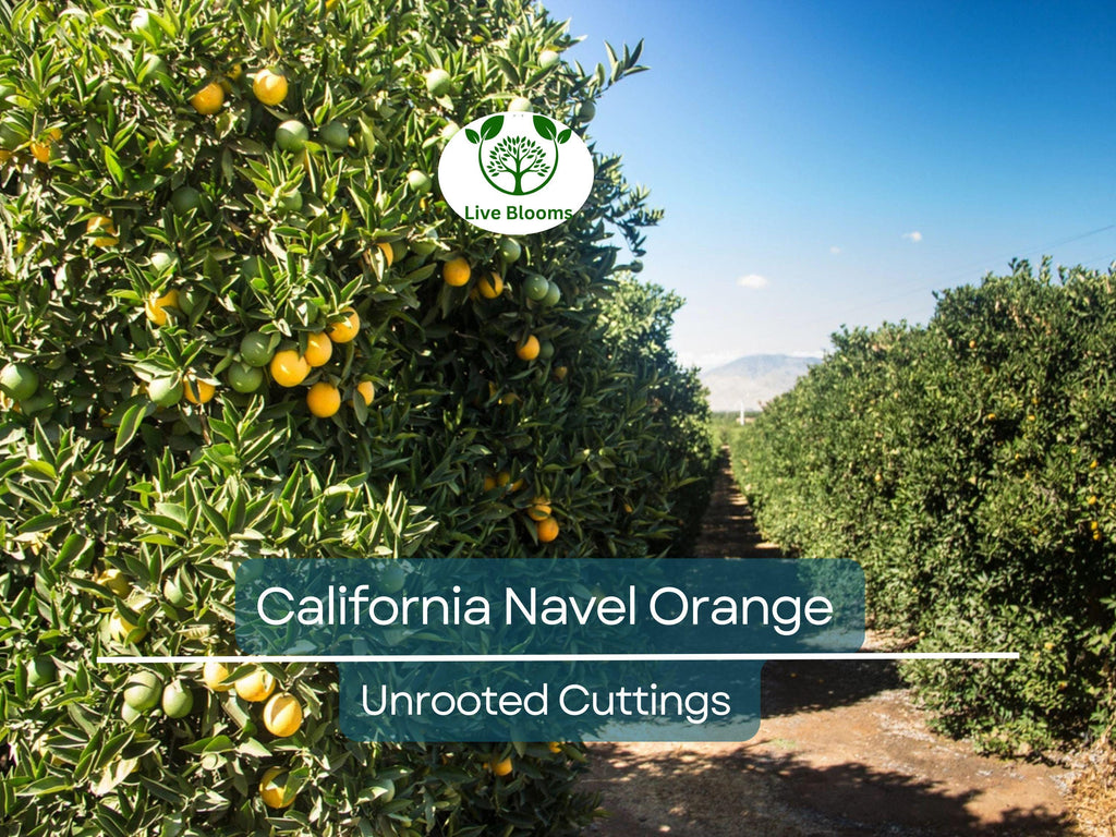 5pcs CALIFORNIA NAVEL ORANGE Unrooted Cuttings – Citrus sinensis, Sweet Orange Tree for Propagation