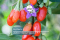 3 Goji Berry Plants with Bare Roots + 3 Live Cuttings | Grow Fast & Fruit | Wolfberry, Lycium barbarum