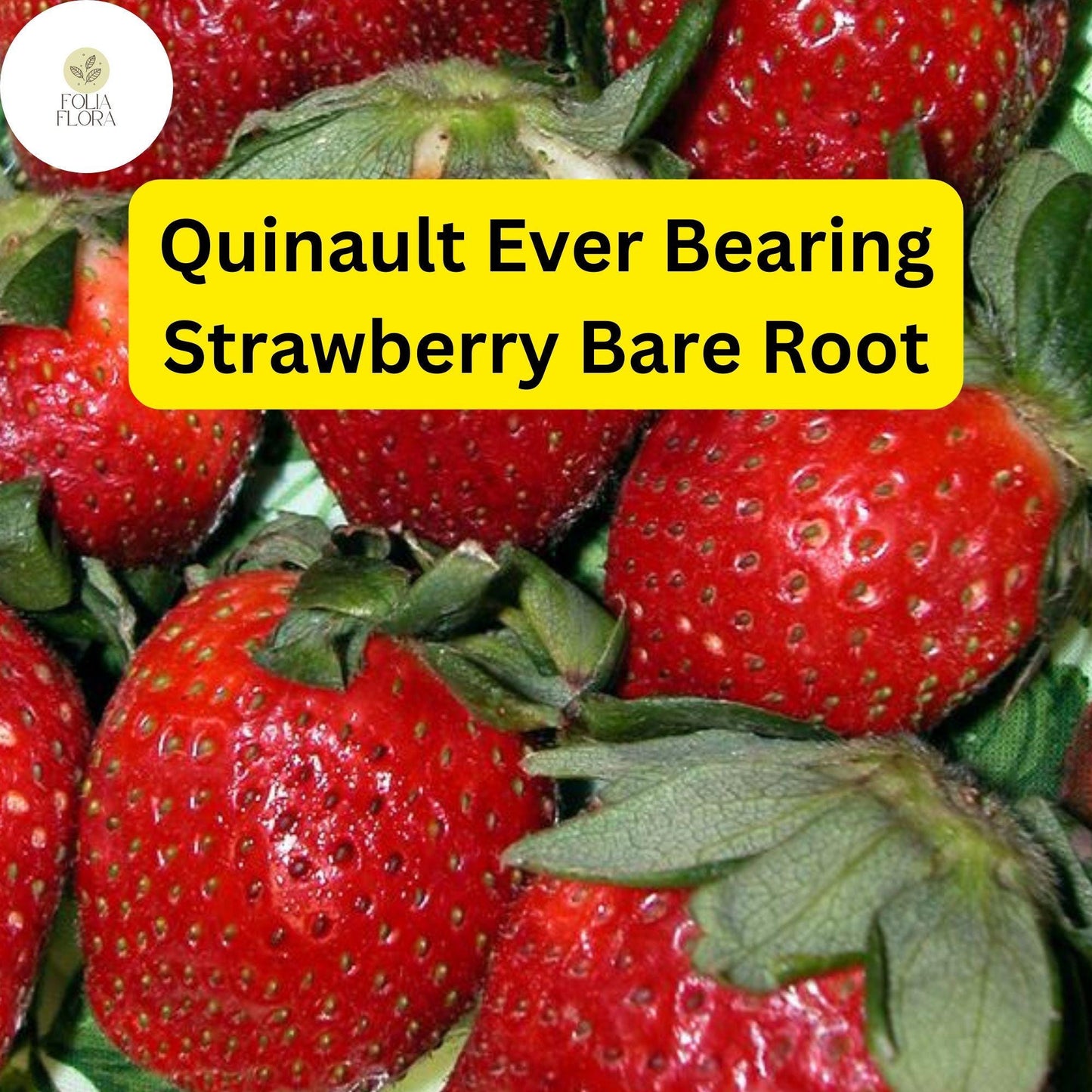Quinault Ever Bearing Strawberry Plants - 25 Bare-Root Plants for Continuous Harvest
