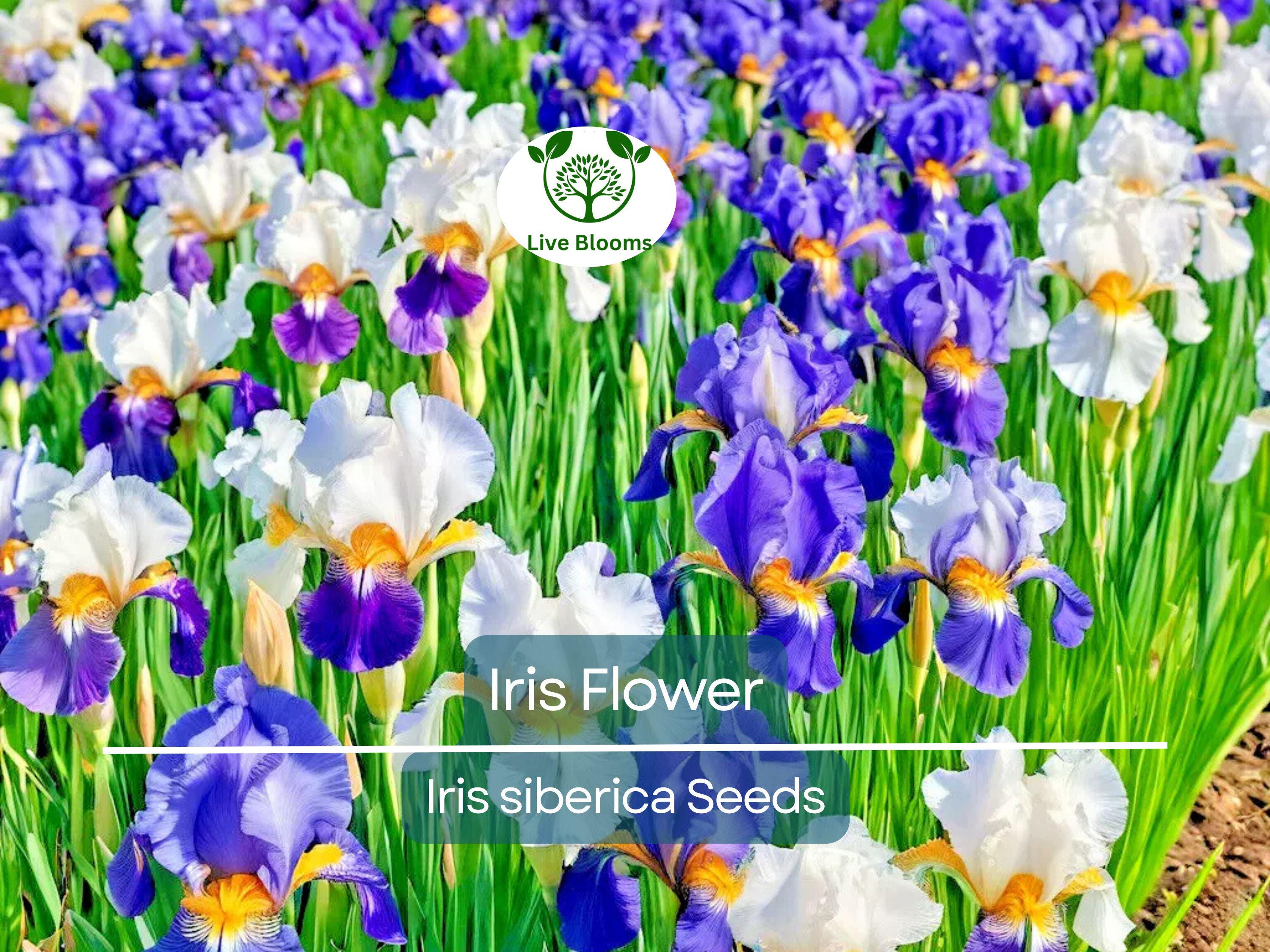 30 Iris Flower Seeds (Iris siberica) Colorful Mix, Purple, White, Red, Blue, Siberian Iris, Easy to Grow, Vibrant Outdoor Garden Flowers
