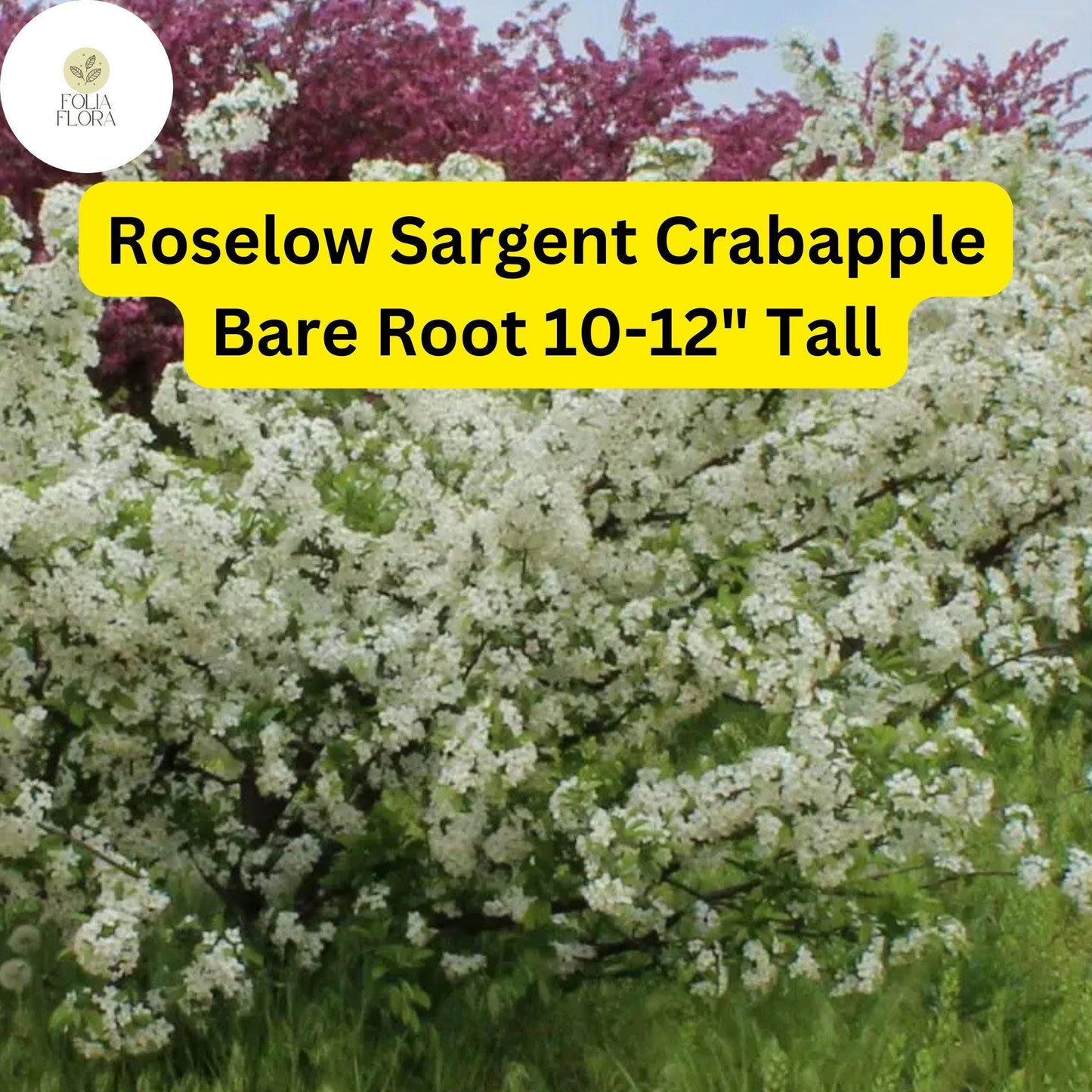 1 Roselow Sargent Crabapple Tree (Malus sargentii) Live Bare Root Plant 10-12"