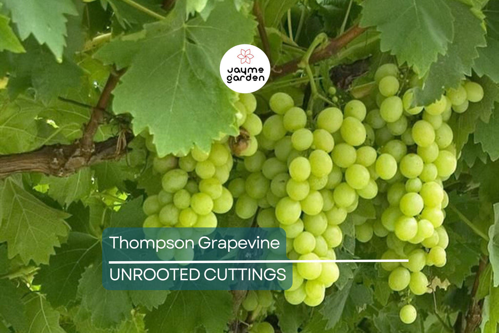 12 Thompson Seedless Grapevine Cuttings | Fresh & Rootable | Edible, Cold and Drought Resistant | Fast Growing Vines