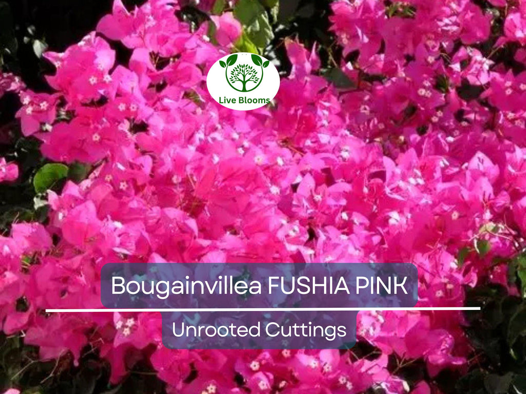 7 Fuchsia Pink Bougainvillea Unrooted Cuttings 6" | Bougainvillea glabra, Flowering Shrub, Colorful Bush for Garden