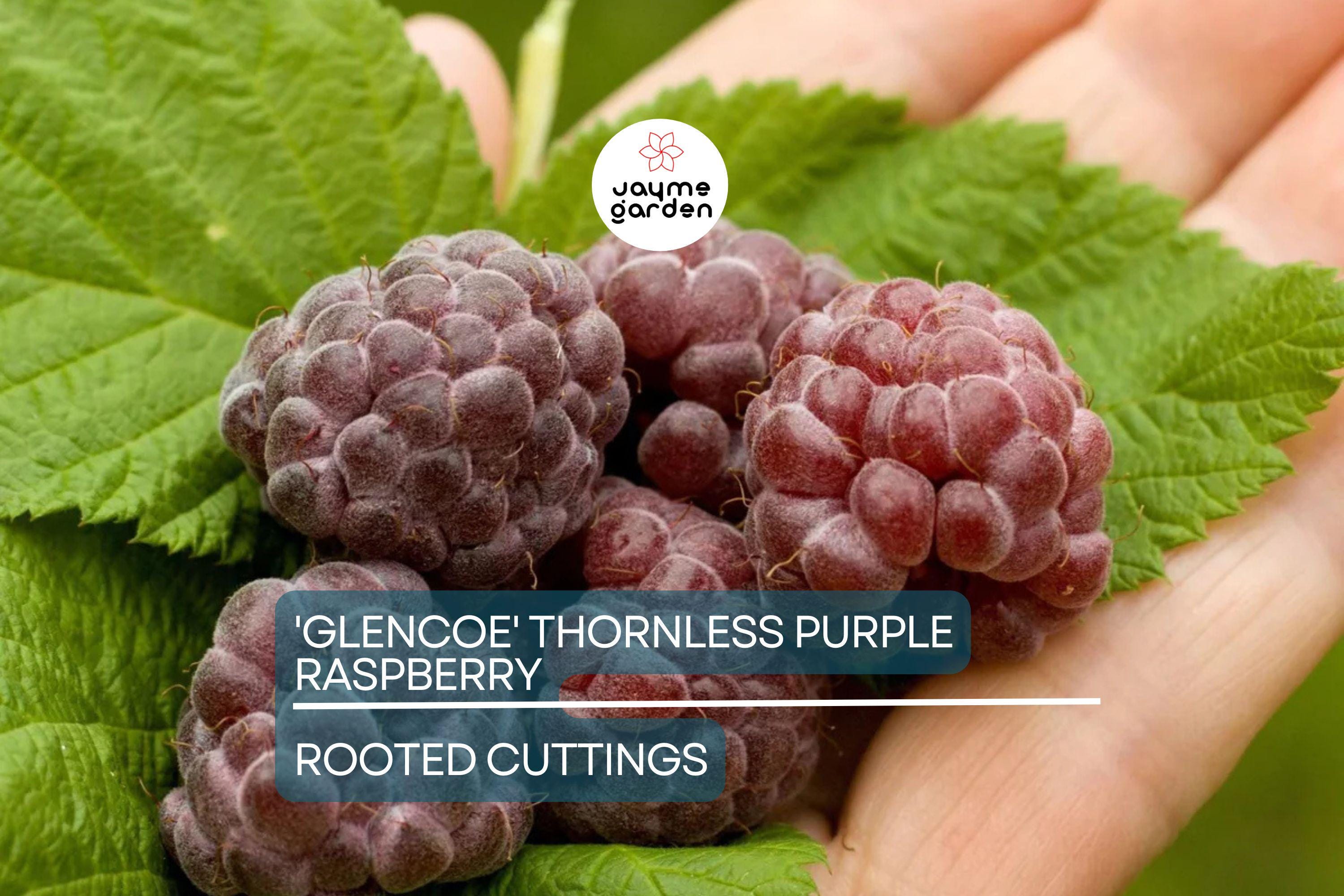 Thornless Purple Raspberry Cutting - Rubus 'Glencoe' | 4" Rooted Starter Plant | Sweet, Tart Berries