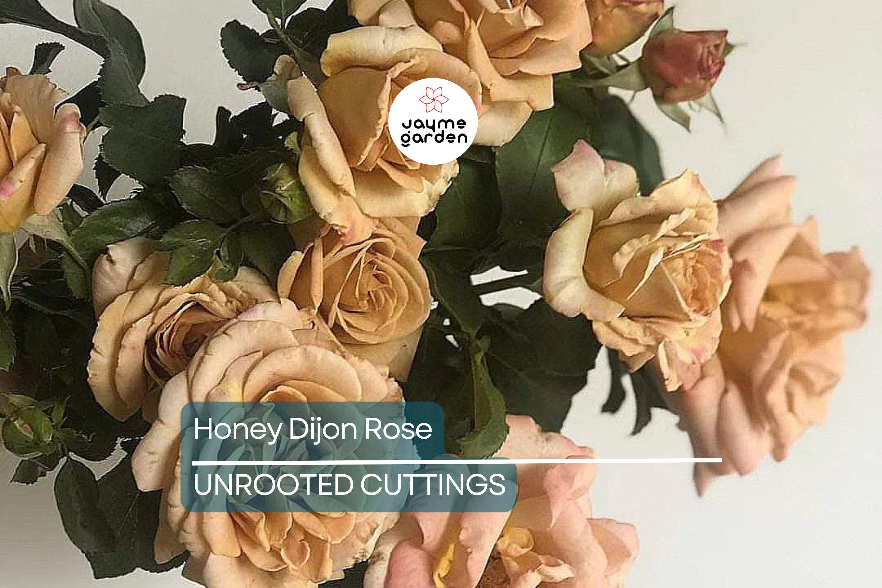 Super Rare Honey Dijon Rose | 3 Fresh Cuttings | for Rooting or Grafting | Unique Warm Tones | Fragrant Blooms