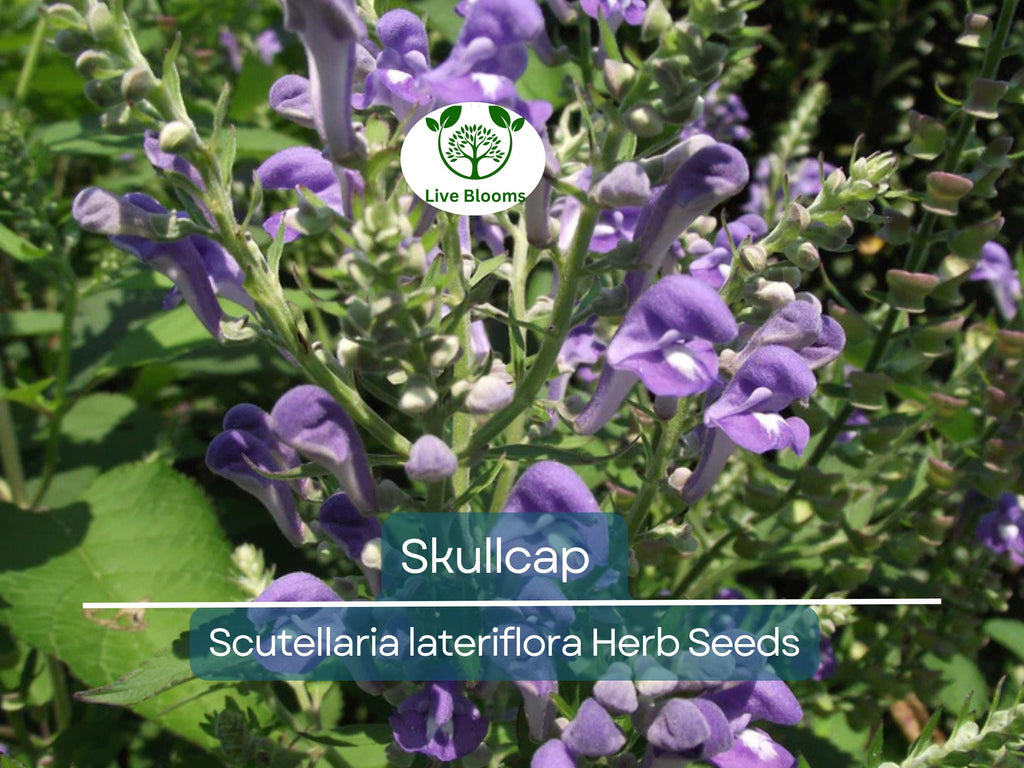 100 Skullcap Herb Seeds (Scutellaria lateriflora) for planting - Mad Dog, Grow Your Own Plant