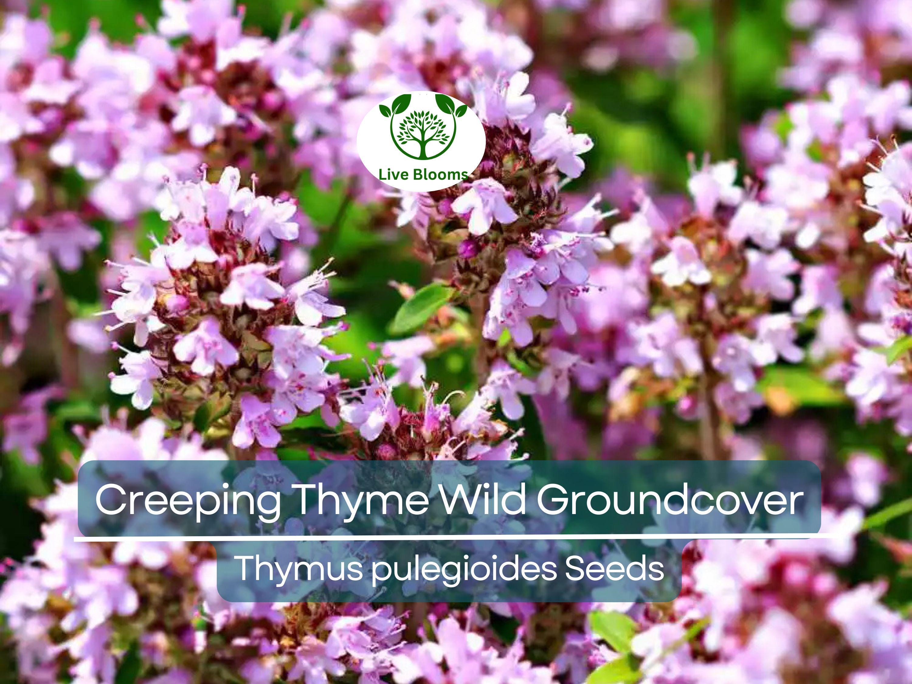 500 Seeds Creeping Thyme Wild Groundcover, Perennial, Purple Flowers, Non-GMO, Fragrant, Bee-Friendly, Low Maintenance, Drought Tolerant