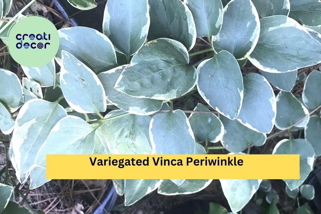 Variegated Vinca Periwinkle – 6 Bare Root Starter Plants, Trailing Evergreen Vine with Cream-Edged Leaves, Shade Ground Cover Zones 4–9