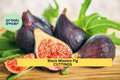 1 Black Mission Fig Cutting – 10" Ficus carica Twig for Propagation | Sweet Fruit Tree Variety for Growing in Pots, Orchards, or Gardens