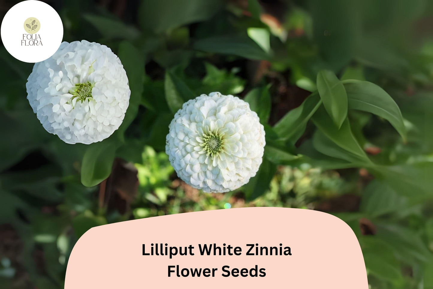100+ Lilliput White Zinnia Seeds – Mini Pompon Blooms for Borders, Beds & Summer Gardens
