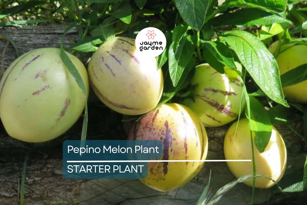 Pepino Melon Plant Cutting | Sweet Golden Ginseng Fruit | Live Starter Plant with Pot | Bushy, Perennial & Evergreen