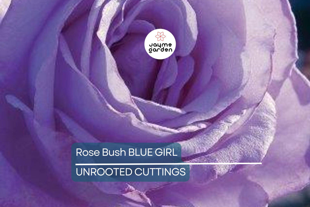 Blue Girl Rose Bush Cuttings, 6” Unrooted, Lavender-Blue Blooms, Award-Winning, Fragrant, Rome Gold Medal Winner, USDA Zones 5-9
