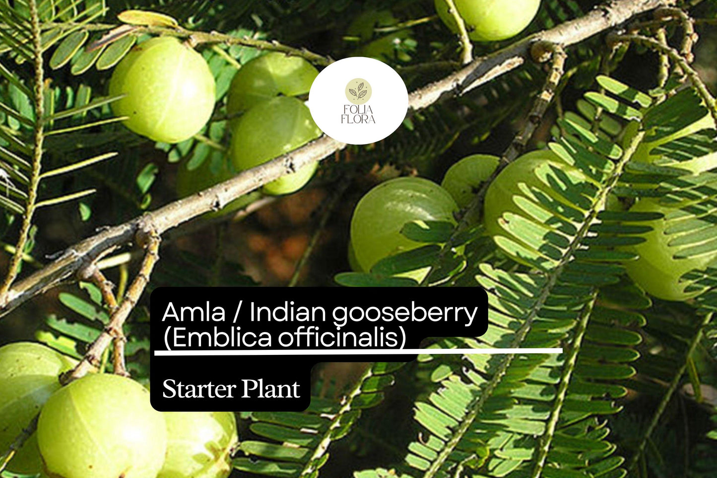 1 Starter Plant Amla (Emblica officinalis) 12"-24" Live Indian Gooseberry Tree for Gardens