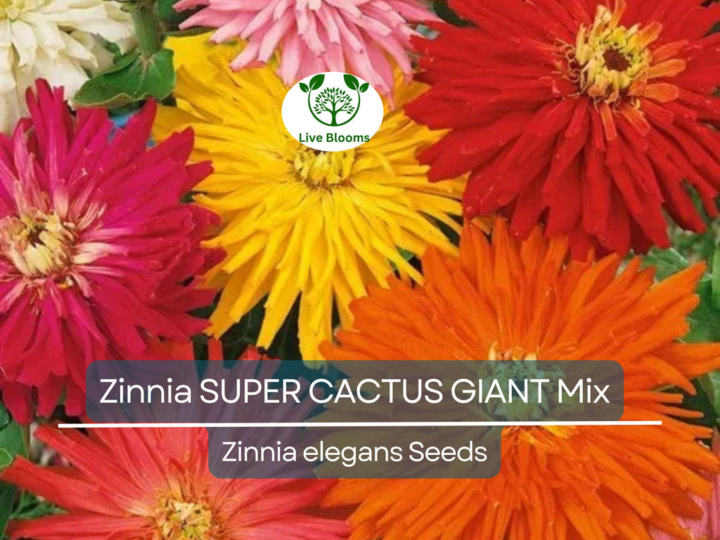 100 Seeds Zinnia SUPER CACTUS Giant Mix, Non-GMO, Huge Blooms, Butterflies, Vibrant Garden Flowers, Easy to Grow, Annual Flowers