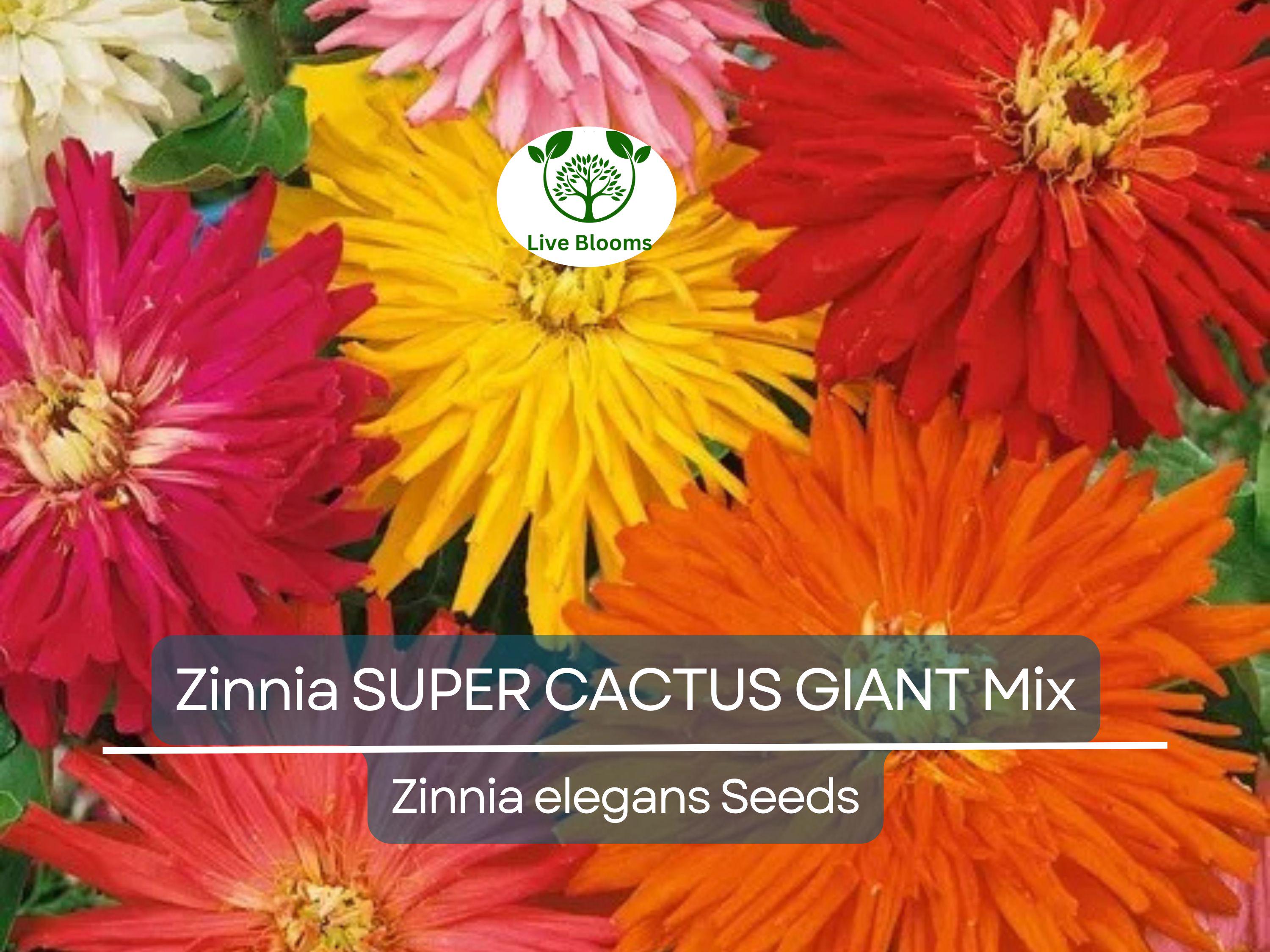 100 Seeds Zinnia SUPER CACTUS Giant Mix, Non-GMO, Huge Blooms, Butterflies, Vibrant Garden Flowers, Easy to Grow, Annual Flowers