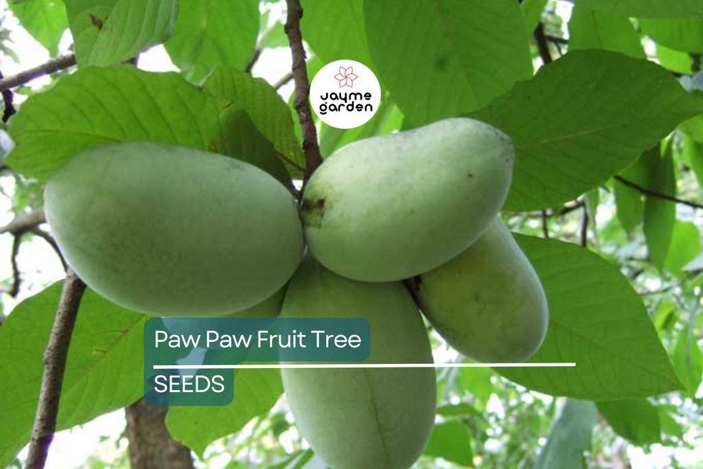5 Paw Paw Tree Seeds (Asimina Triloba) | Fresh Stratified Indiana Banana Seeds | Ready to Plant | Unique Fruit & Purple Blossoms