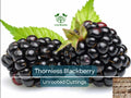 10 Organic Unrooted Thornless Blackberry Cuttings 5"-8" - Rubus fruticosus, Easy to Grow, Sweet Berries Plant, Home Garden, Fruit Cutting
