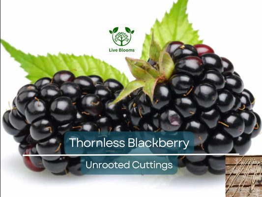 10 Organic Unrooted Thornless Blackberry Cuttings 5"-8" - Rubus fruticosus, Easy to Grow, Sweet Berries Plant, Home Garden, Fruit Cutting