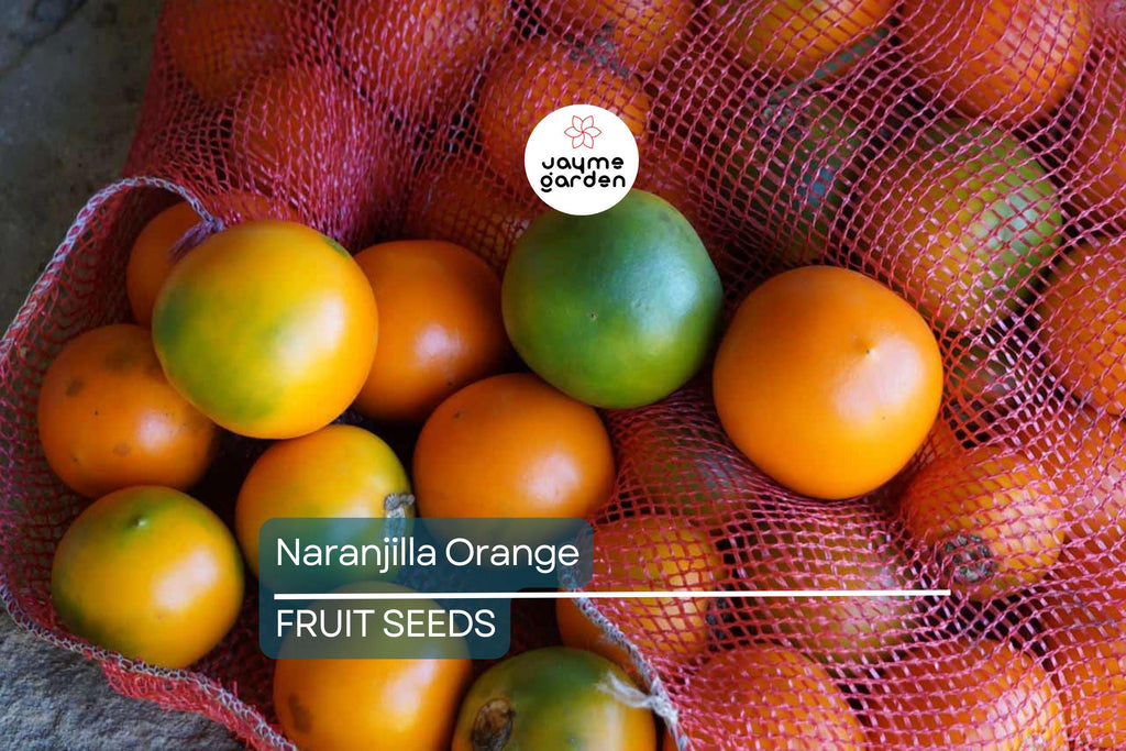 20 Naranjilla (Solanum quitoense) Seeds – Lulo Quito Orange Fruit Tree
