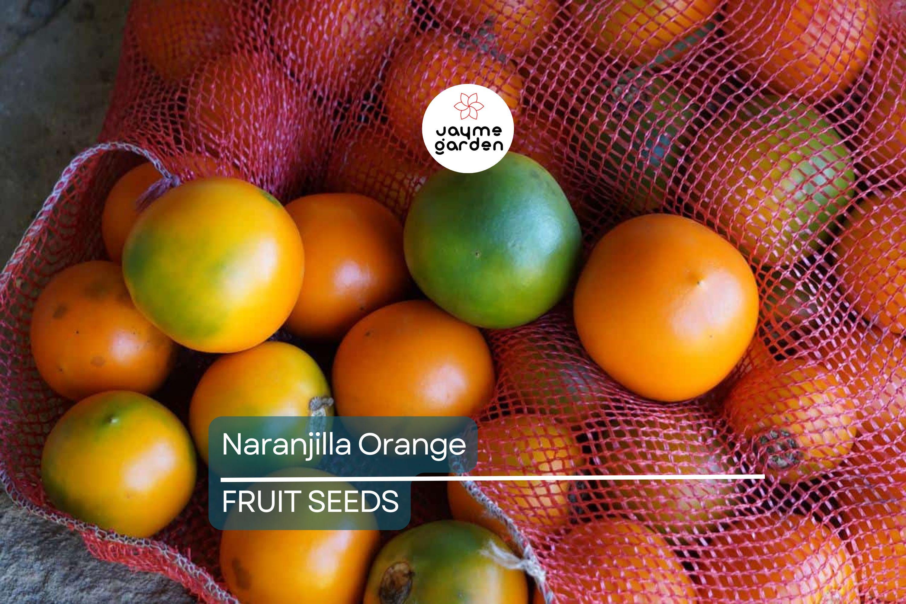 20 Naranjilla (Solanum quitoense) Seeds – Lulo Quito Orange Fruit Tree