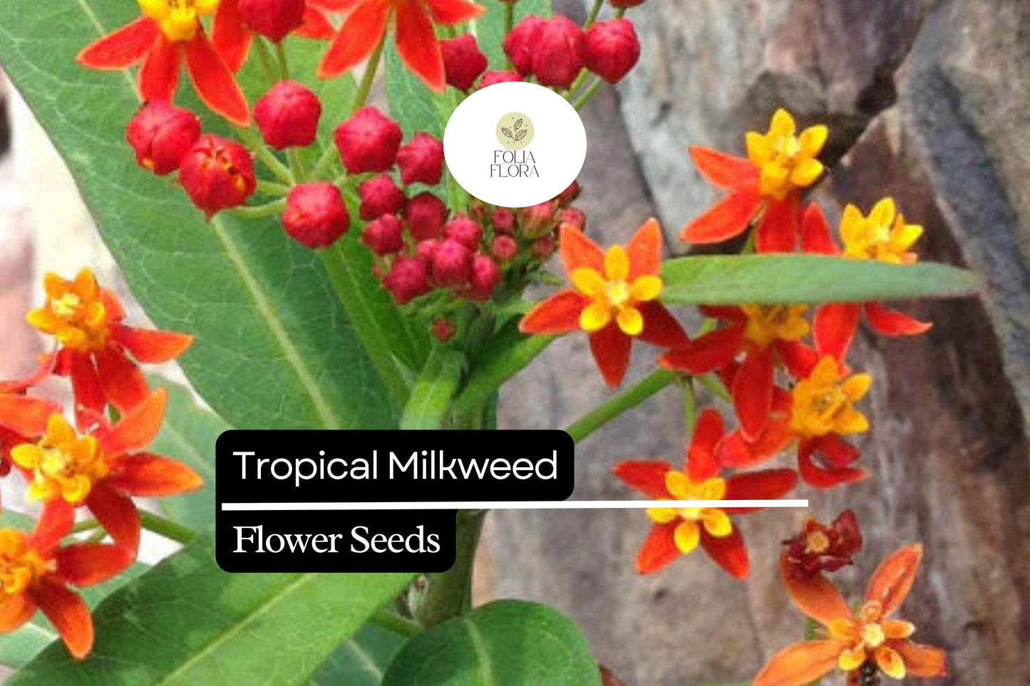 25 Seeds Tropical Milkweed (Asclepias curassavica) | Monarch Host Plant with Red-Orange Flowers | Pollinator-Friendly & Easy to Grow