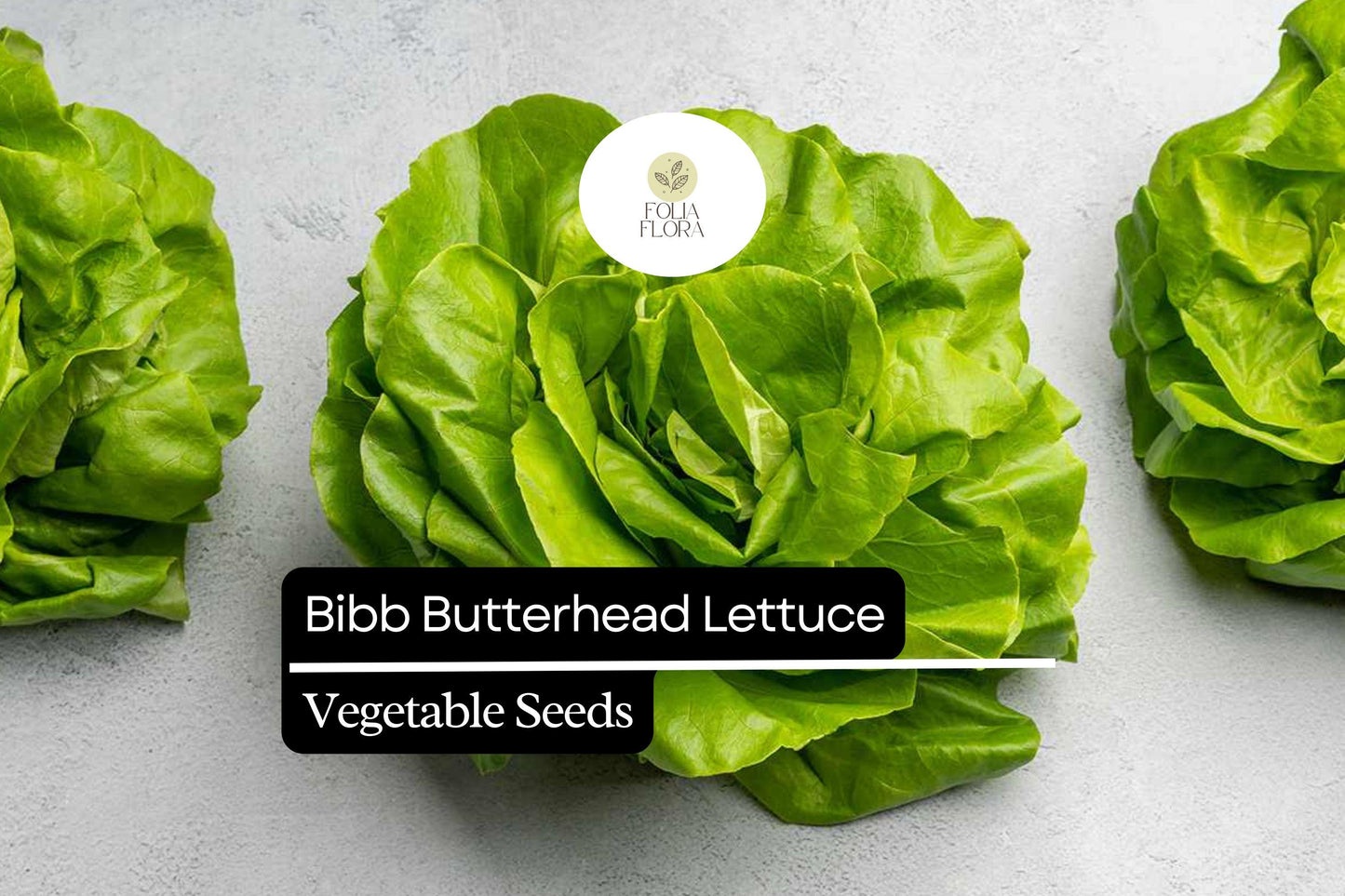 500 Seeds Bibb Lettuce - Lactuca sativa, Butterhead Lettuce Variety, Crisp and Tender, Perfect for Salads and Wraps