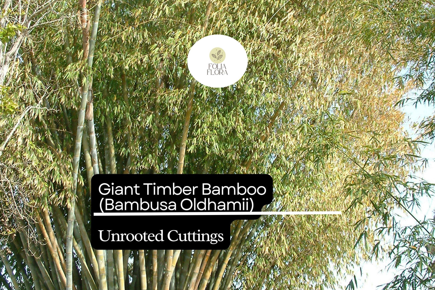 1 Unroot Cuttings Giant Timber Bamboo (Bambusa oldhamii) | Fast-Growing Privacy Screen