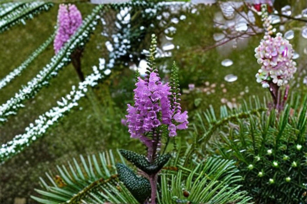 Obedient Plant Seeds – Physostegia Virginiana, Pink Native Perennial (50 Seeds )