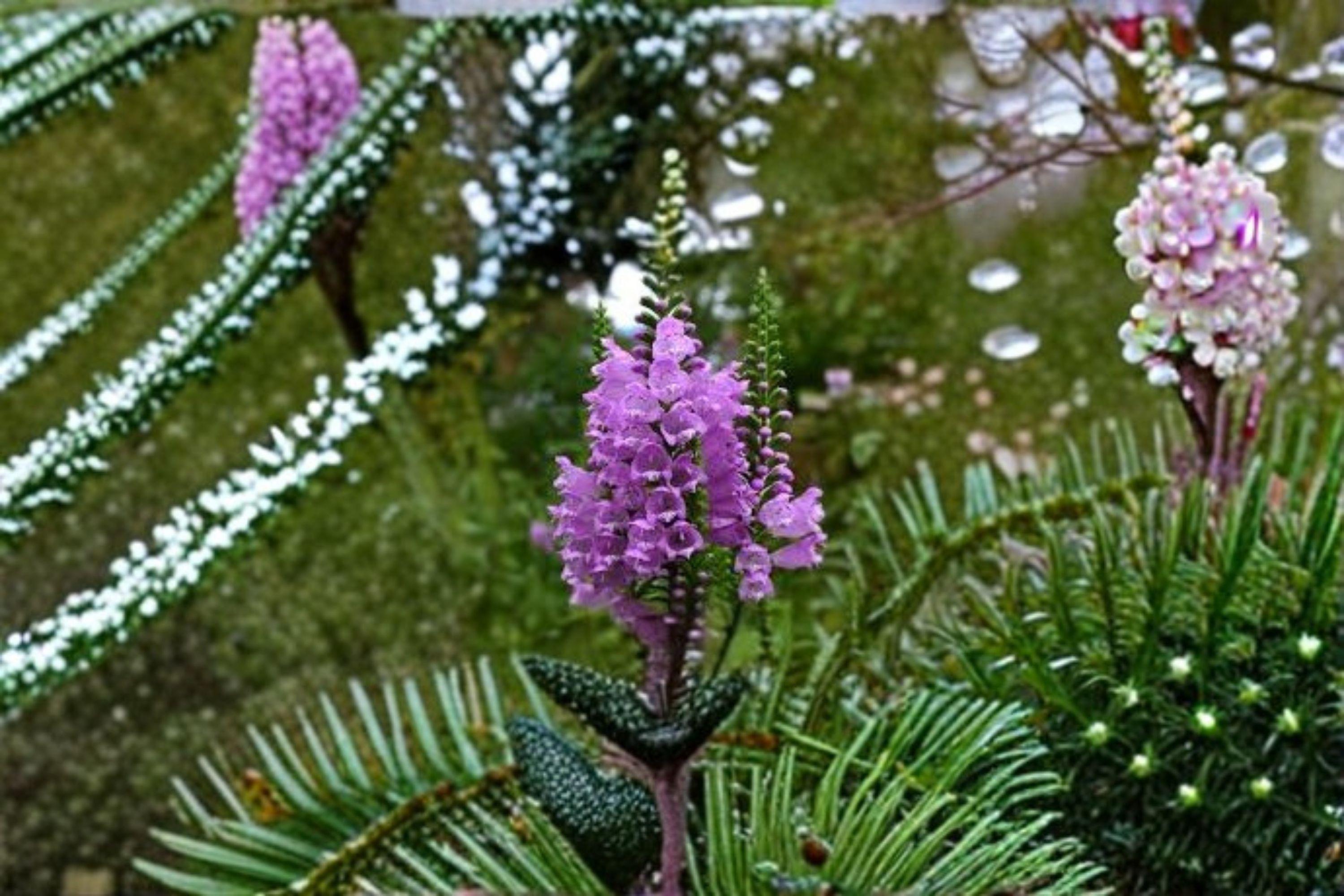 Obedient Plant Seeds – Physostegia Virginiana, Pink Native Perennial (50 Seeds )
