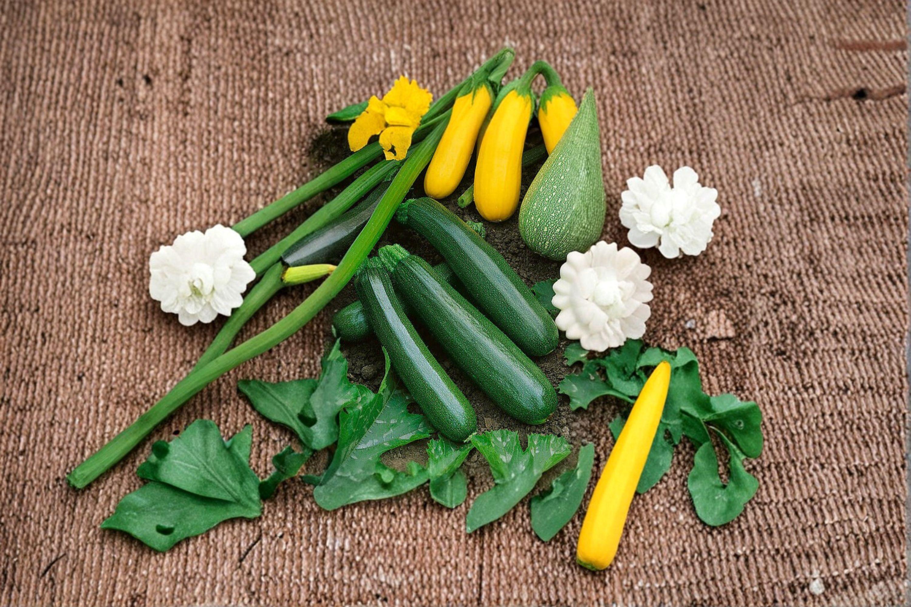 Dark Green Zucchini – Summer Squash 10 Seeds | Classic Zucchini | Smooth Dark Green Skin | Heavy Producer