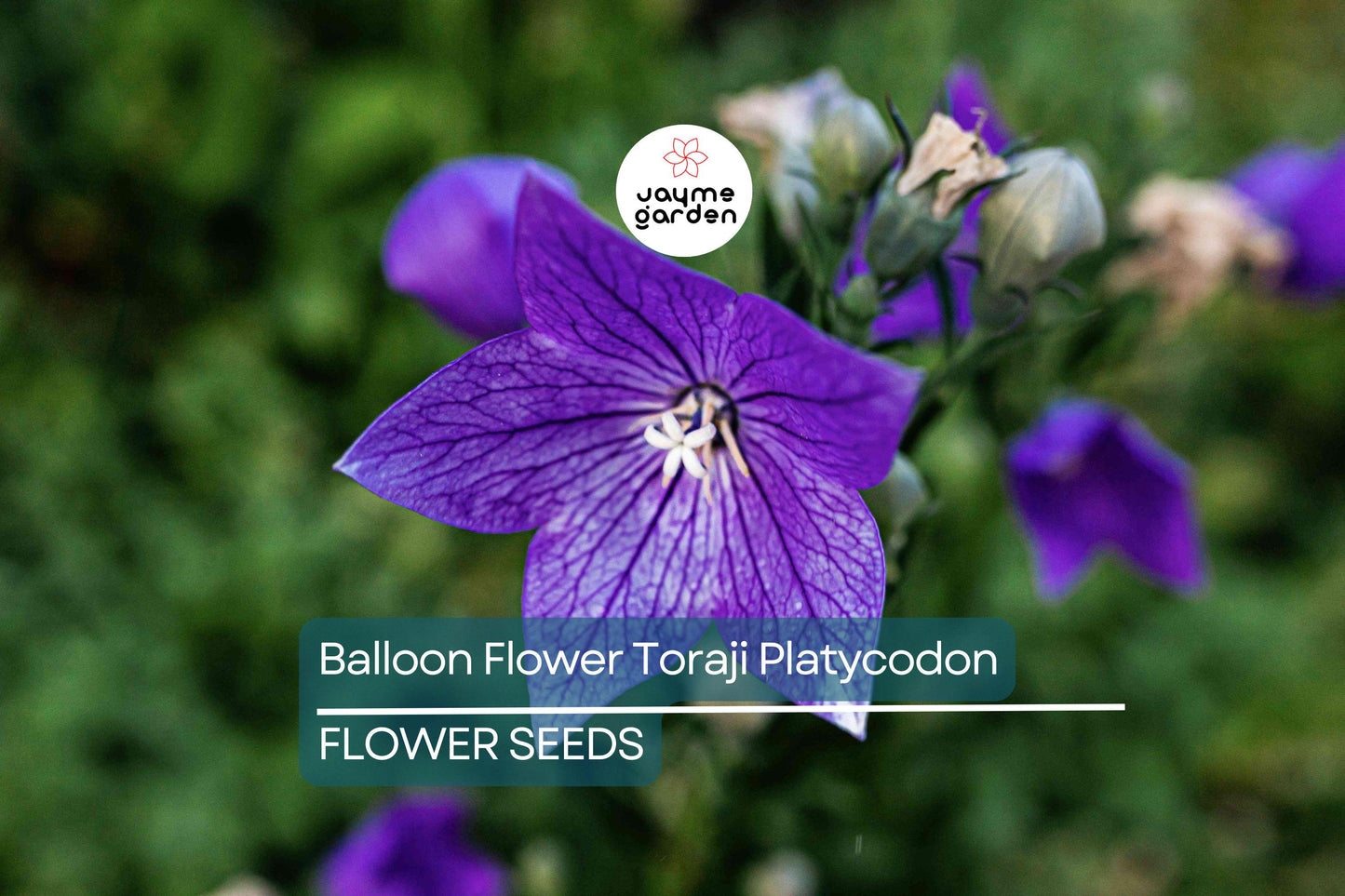 1,000 Balloon Flower Seeds (Platycodon grandiflorus) – Toraji, Chinese Bellflower, Non-GMO, Perennial, Easy to Grow, Free Shipping!