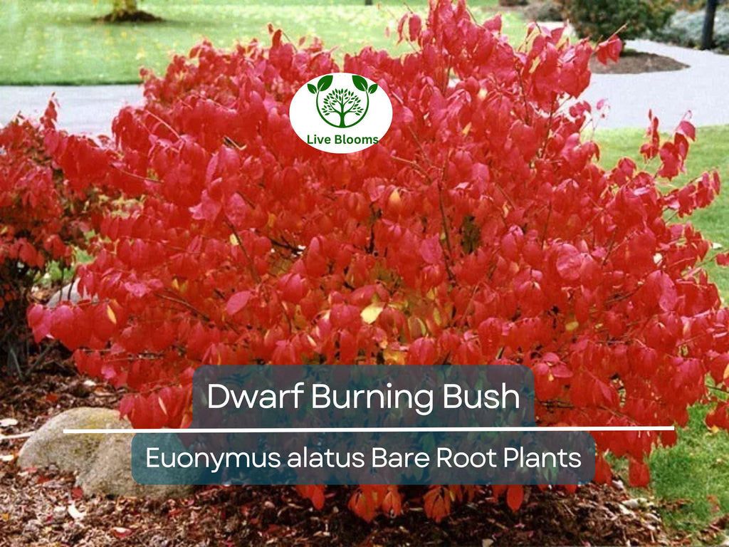 10 Dwarf Burning Bush Plants – Euonymus Alatus Bare Root Shrubs – Hardy Compact Ornamental with Brilliant Fall Color