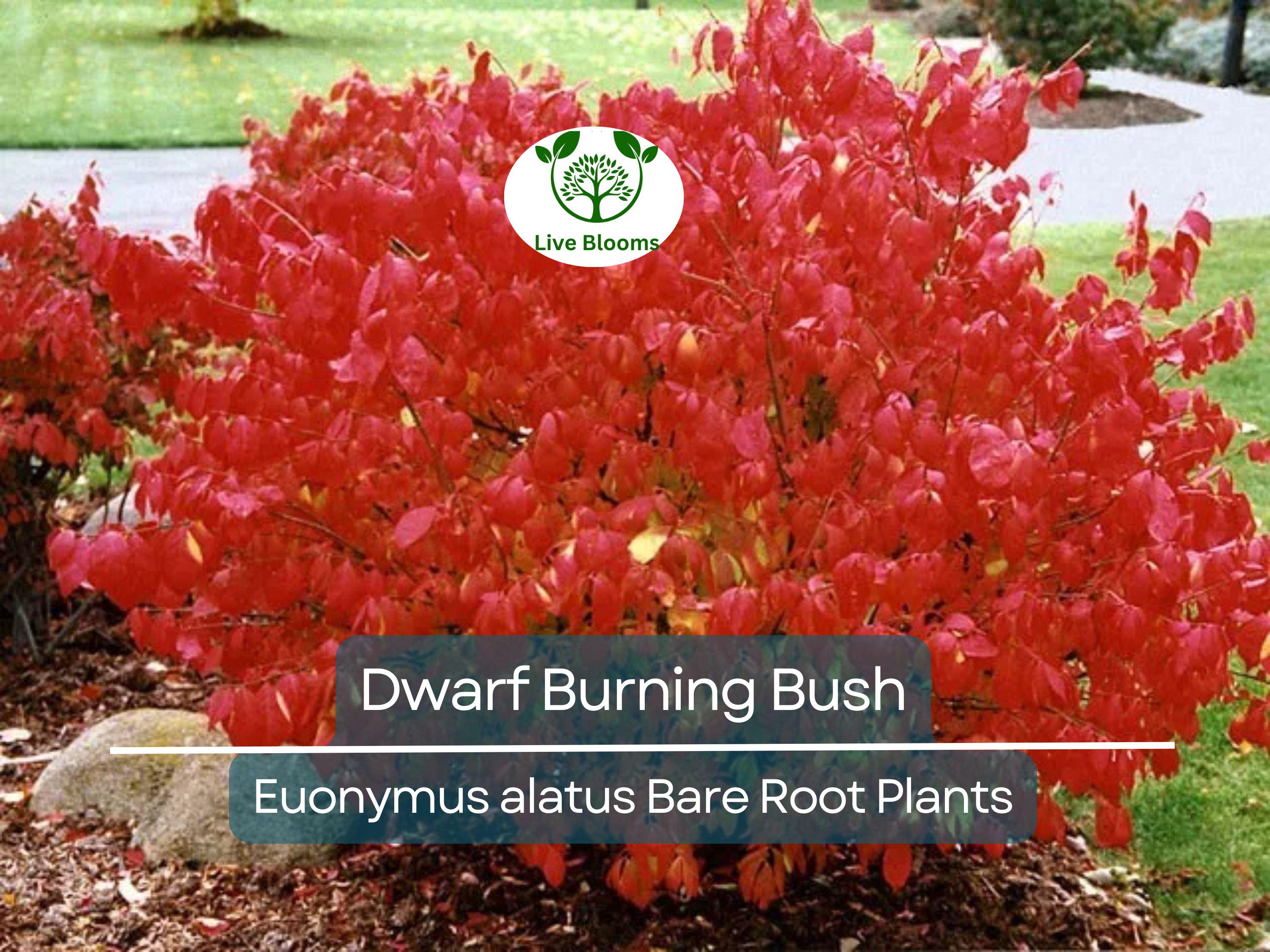 10 Dwarf Burning Bush Plants – Euonymus Alatus Bare Root Shrubs – Hardy Compact Ornamental with Brilliant Fall Color