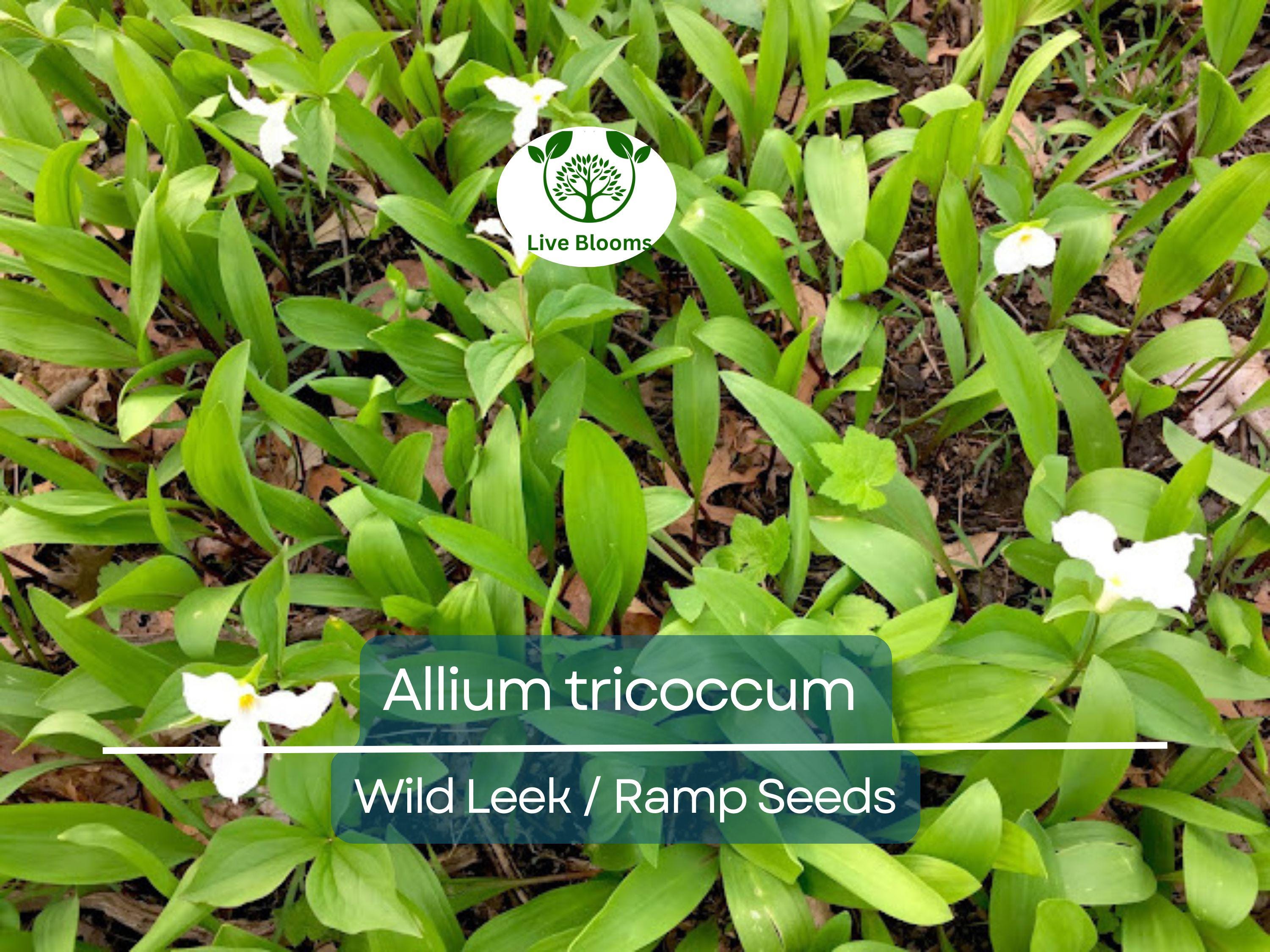 10 Seeds Wild Leek / Ramp Allium tricoccum – Heirloom, Non-GMO, Hardy, Edible Wild Plant, Perfect for Garden, Woodland, and Culinary Use