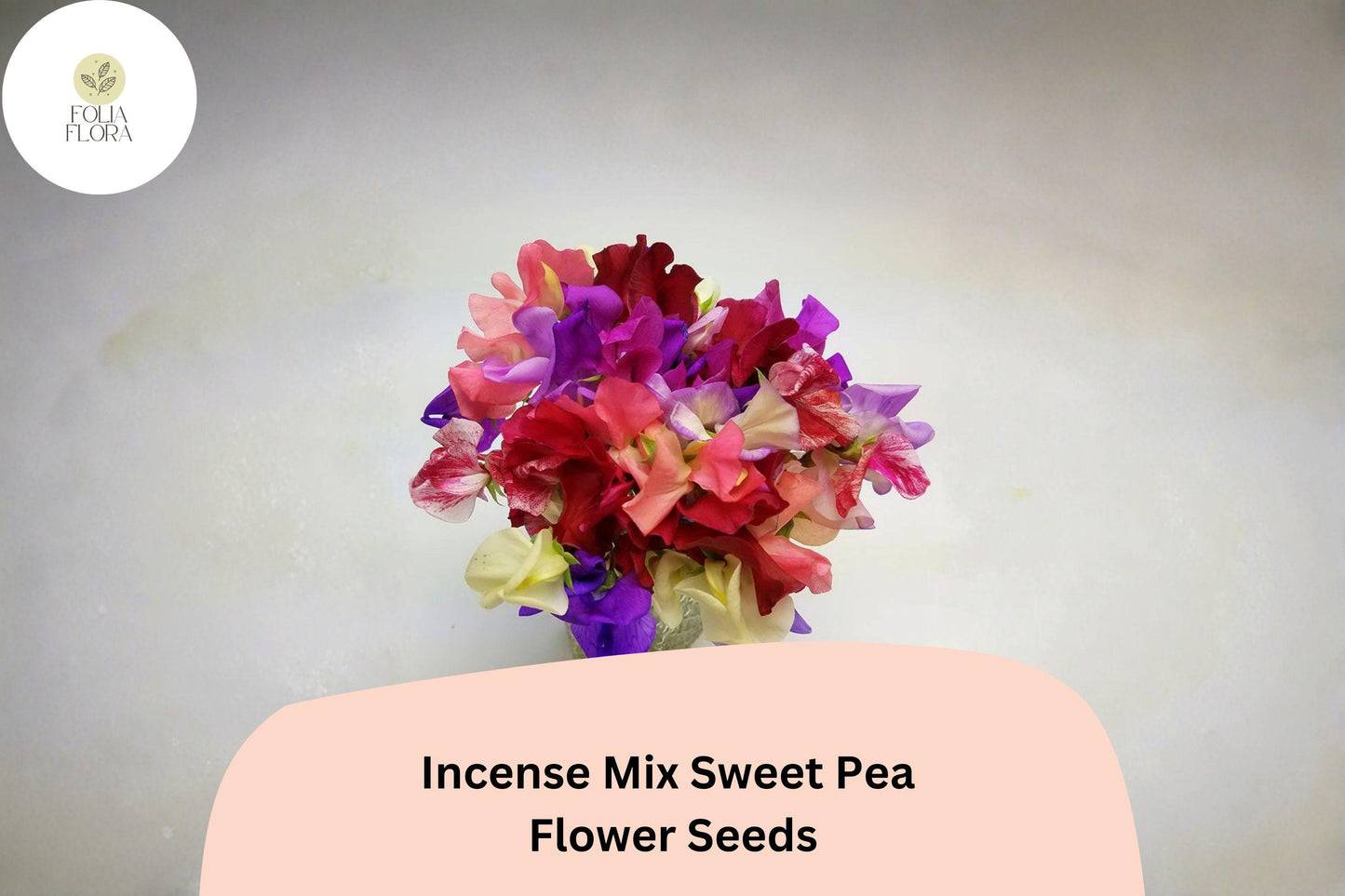 Incense Mix Sweet Pea Seeds | Lathyrus odoratus Mixed Colors Garden Flowers (50+ Seeds)