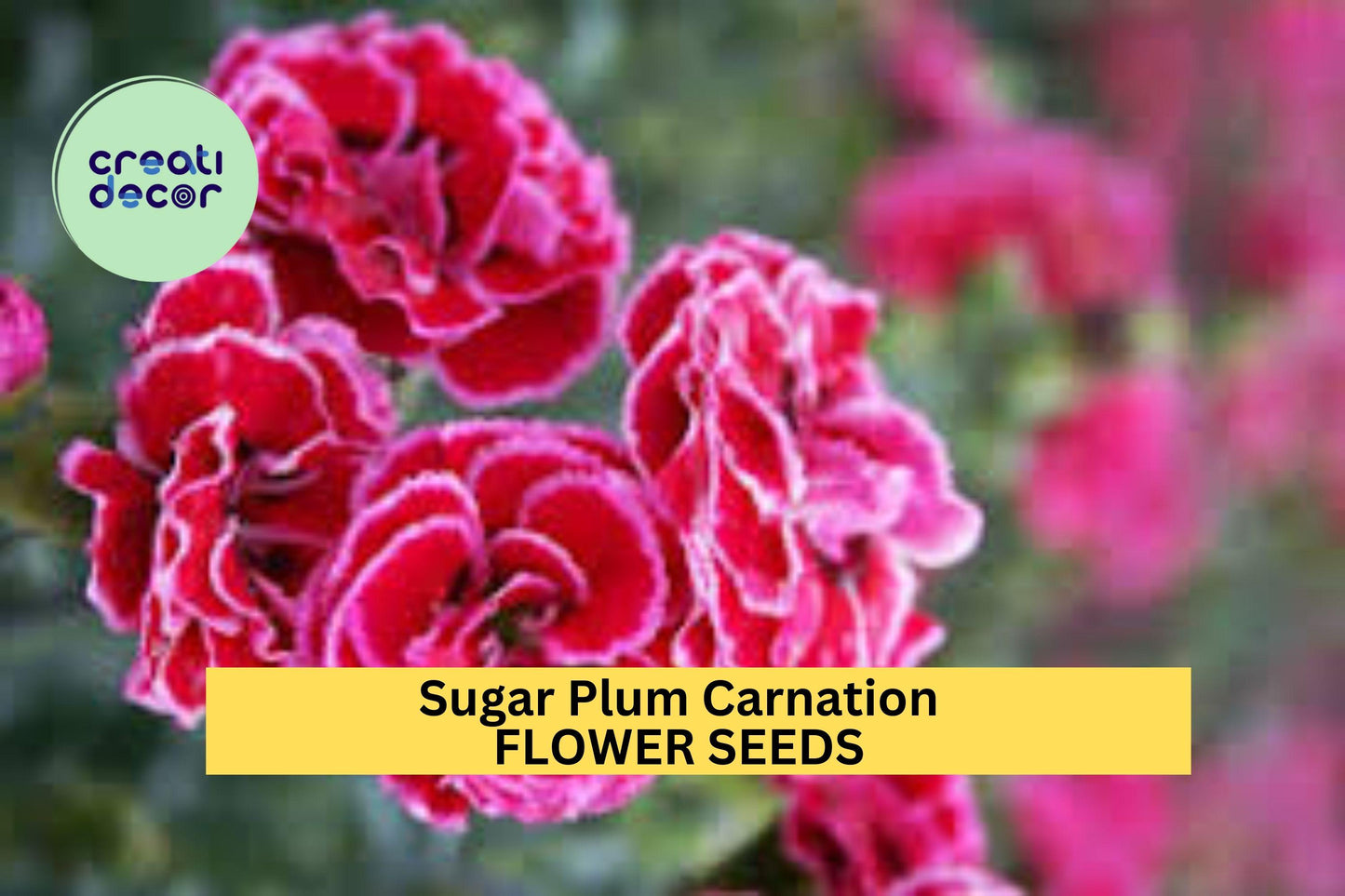 200+ Sugar Plum Carnation Seeds – Ruffled Plum-Pink Blooms for Garden Planting, Fragrant Cut Flowers for Beds & Bouquets – USA